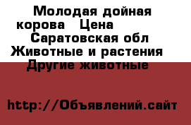 Молодая дойная корова › Цена ­ 38 000 - Саратовская обл. Животные и растения » Другие животные   